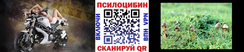 дарк нет какой сайт Александровск-Сахалинский Галлюциногенные грибы Psilocybine cubensis